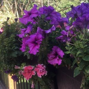 Meet your Posher, Ashleigh